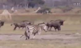 斑马交配视频,自然界的浪漫瞬间捕捉